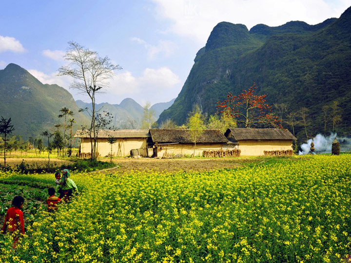 Du lịch Mộc Châu mùa cải trắng giá tốt khởi hành từ Hà Nội
